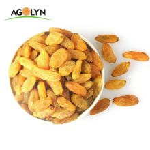 Sweet All Type Of Golden Dried Raisins